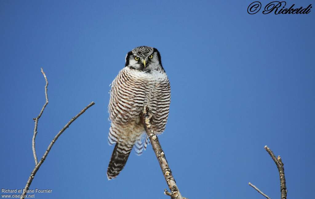 Northern Hawk-Owladult, Behaviour