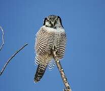 Northern Hawk-Owl