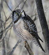 Northern Hawk-Owl