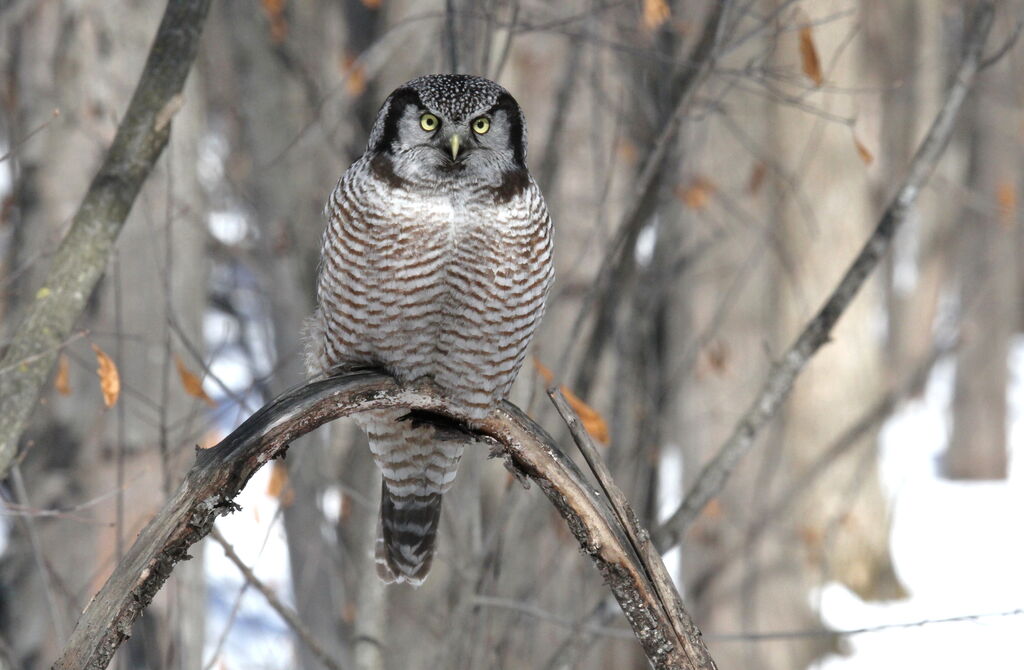 Northern Hawk-Owl