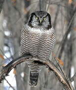 Northern Hawk-Owl