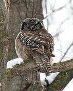 Northern Hawk-Owl