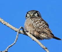 Northern Hawk-Owl