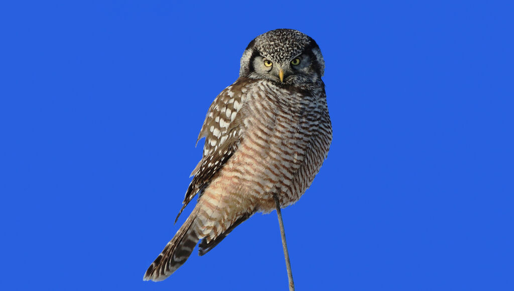 Northern Hawk-Owl