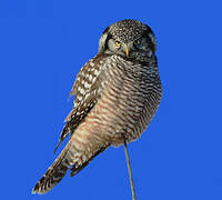 Northern Hawk-Owl