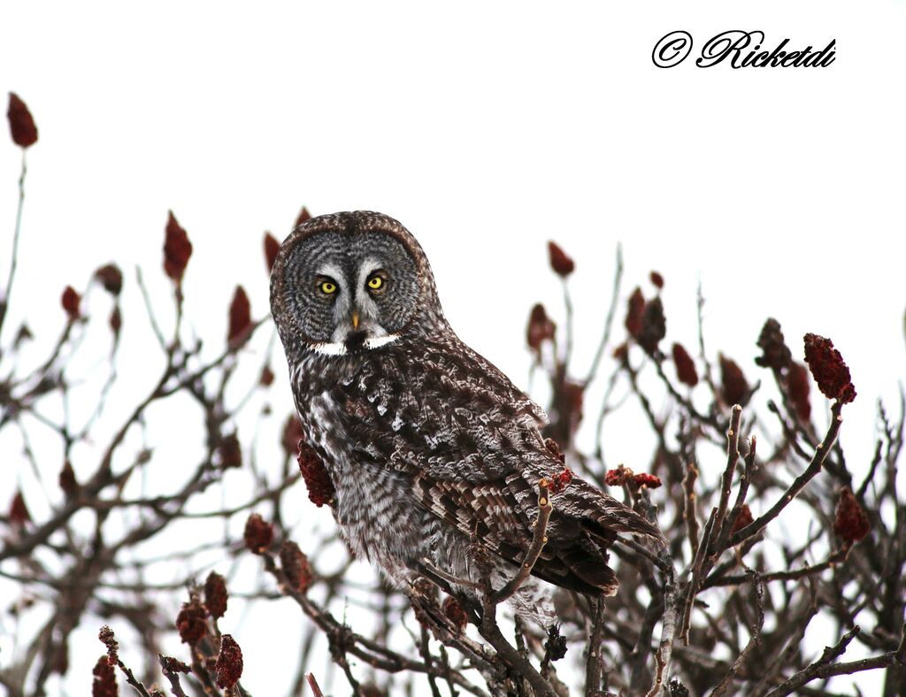 Great Grey Owl