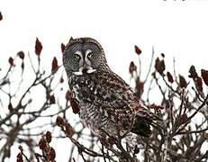 Great Grey Owl