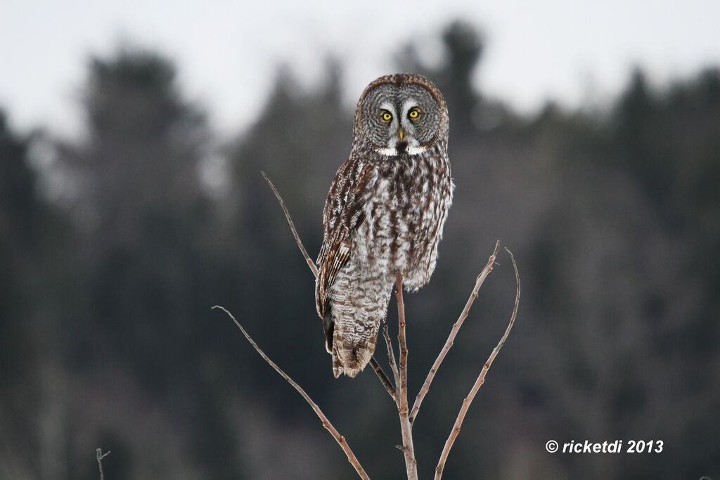 Great Grey Owl