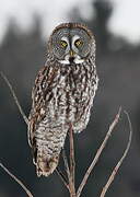 Great Grey Owl