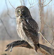 Great Grey Owl