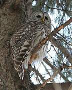 Barred Owl