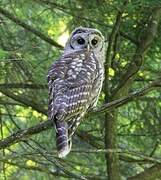 Barred Owl