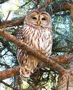 Barred Owl