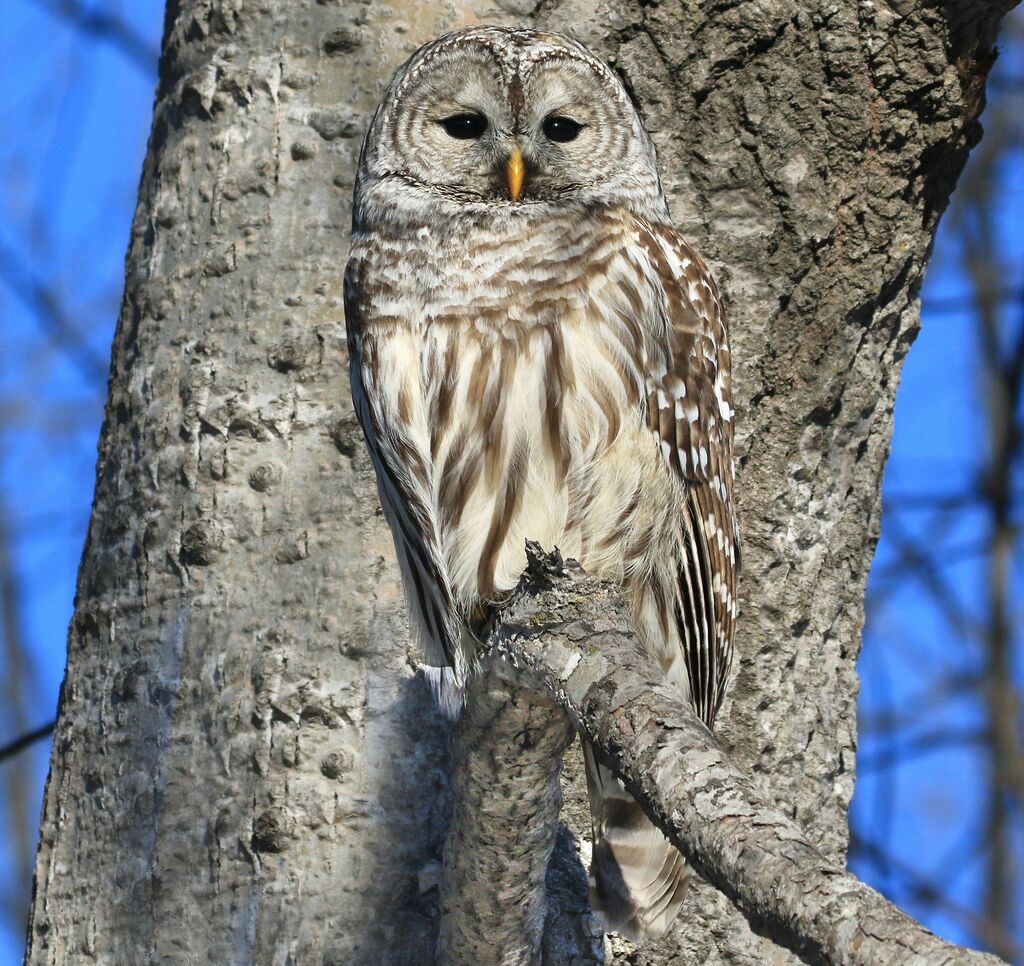 Barred Owl