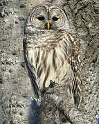 Barred Owl