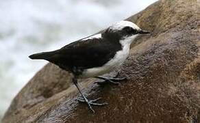 White-capped Dipper