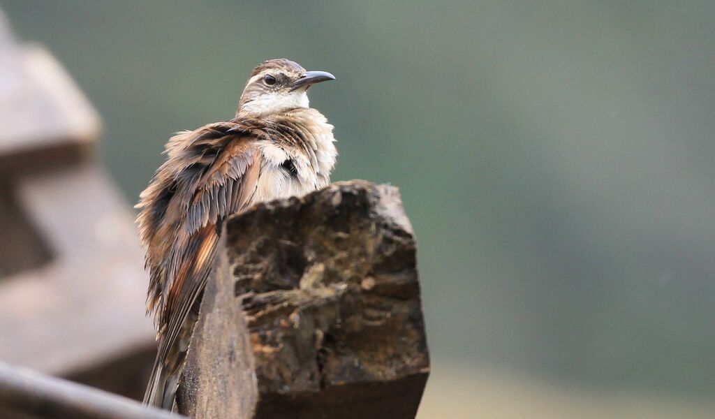 Stout-billed Cinclodes