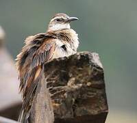 Stout-billed Cinclodes