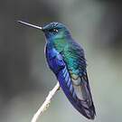 Colibri à ailes saphir