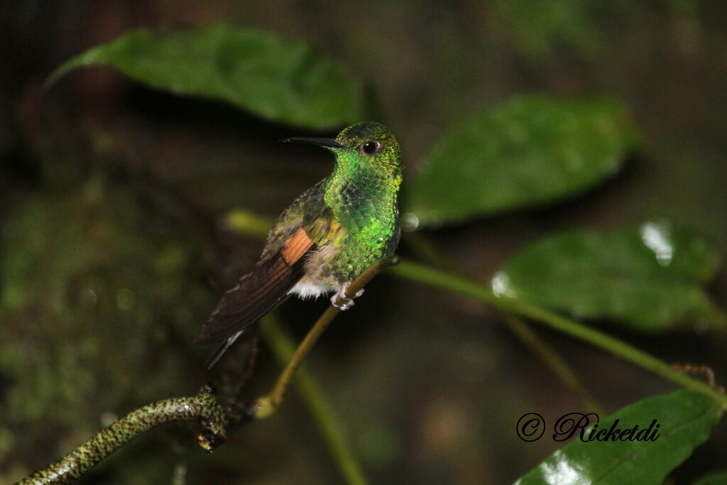 Stripe-tailed Hummingbird