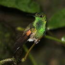 Colibri à épaulettes
