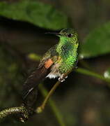 Stripe-tailed Hummingbird