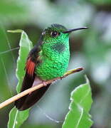 Stripe-tailed Hummingbird