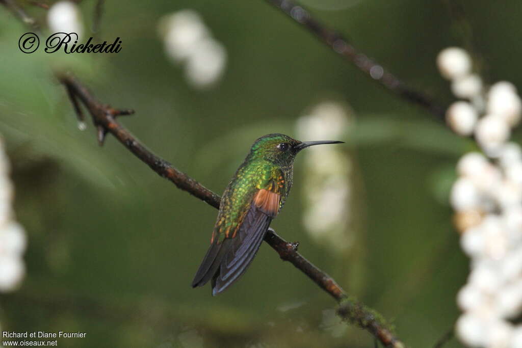 Stripe-tailed Hummingbird male adult, identification