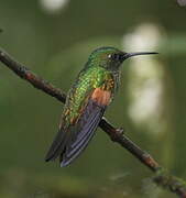 Stripe-tailed Hummingbird