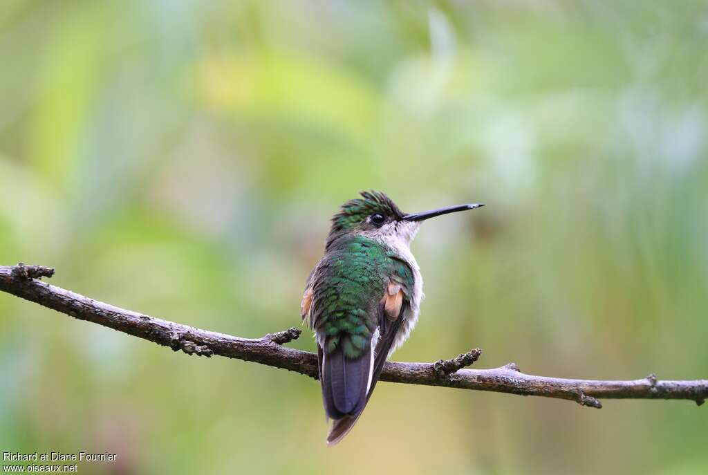 Stripe-tailed Hummingbird female adult, identification