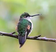 Stripe-tailed Hummingbird