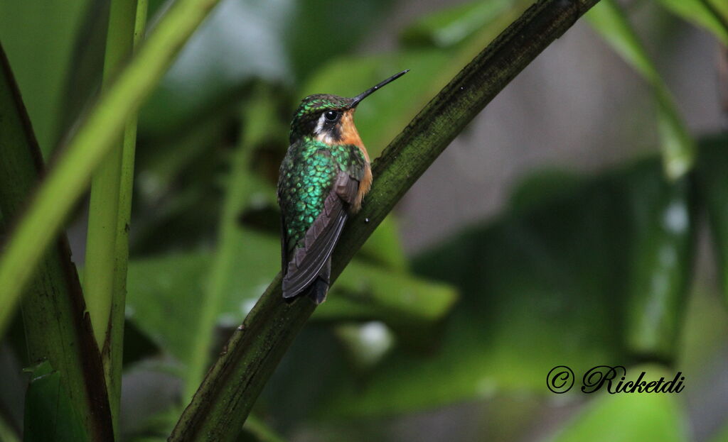 Purple-throated Mountaingem