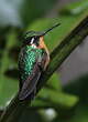 Colibri à gorge pourprée