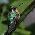 Colibri à gorge pourprée