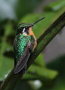 Purple-throated Mountaingem