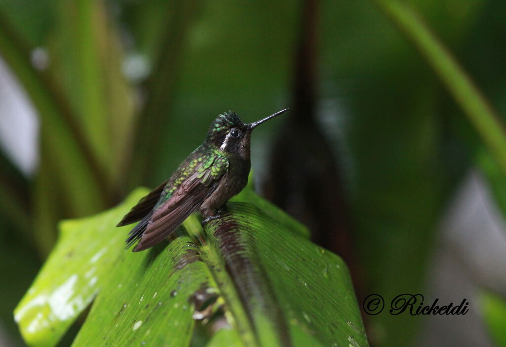 Purple-throated Mountaingem