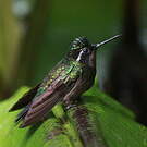 Colibri à gorge pourprée