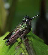 Purple-throated Mountaingem