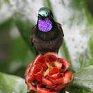 Colibri à gorge pourprée