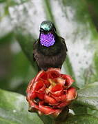 Purple-throated Mountaingem