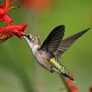 Colibri à gorge rubis