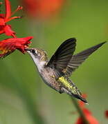 Ruby-throated Hummingbird