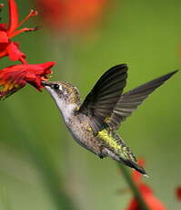 Colibri à gorge rubis