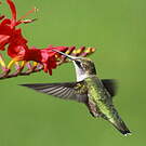 Colibri à gorge rubis