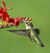 Colibri à gorge rubis