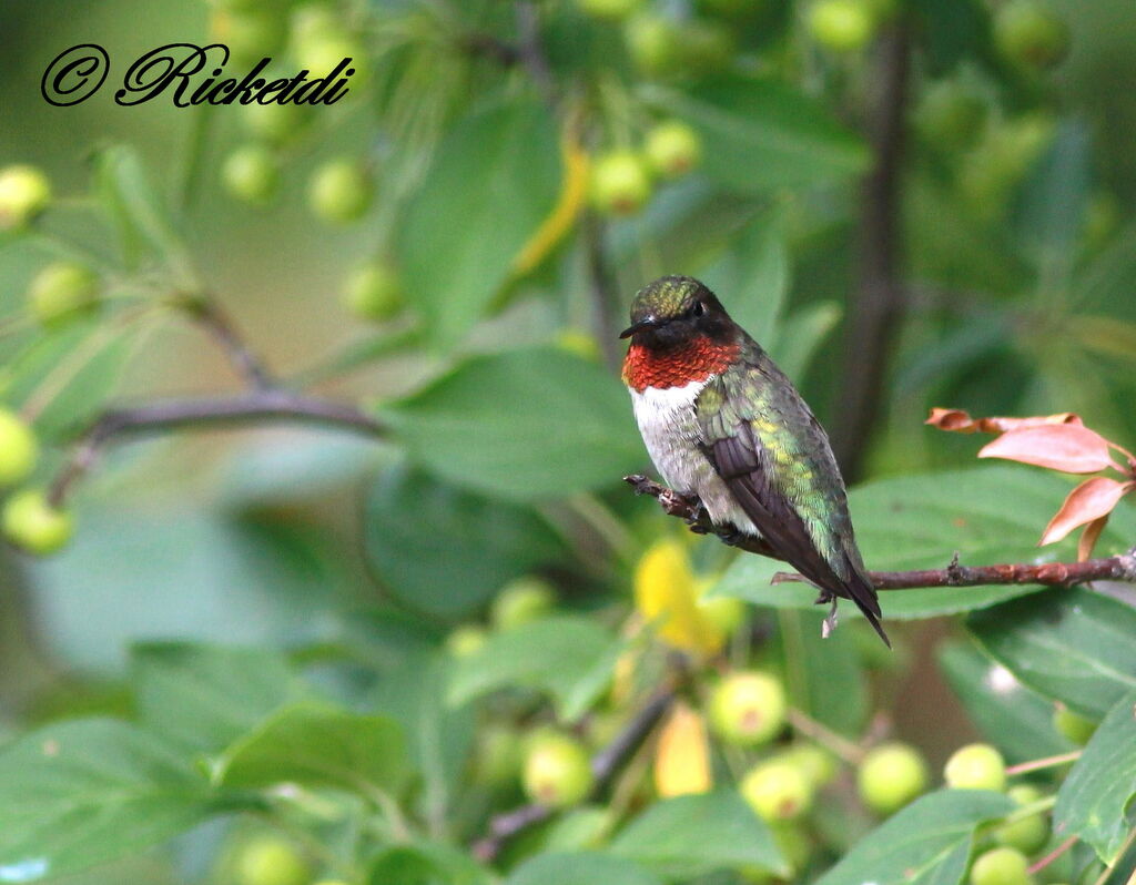 Ruby-throated Hummingbird male