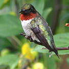 Colibri à gorge rubis
