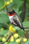 Colibri à gorge rubis