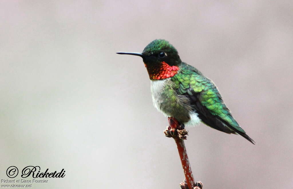 Colibri à gorge rubis mâle adulte nuptial, identification