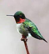 Colibri à gorge rubis